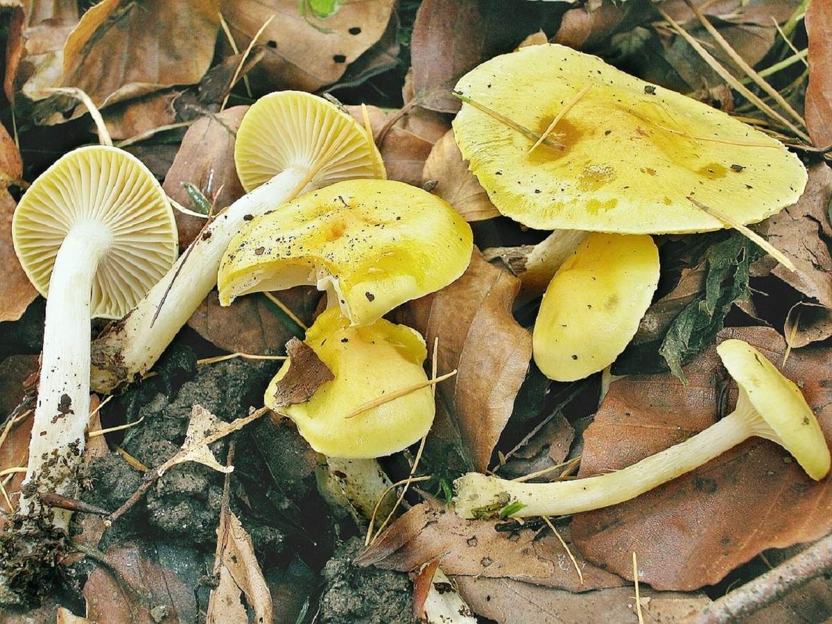 Гигрофор золотистый (Hygrophorus chrysodon)