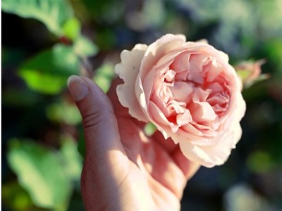 Як малювати троянди на нігтях покроково: фото ідеї та інструкція