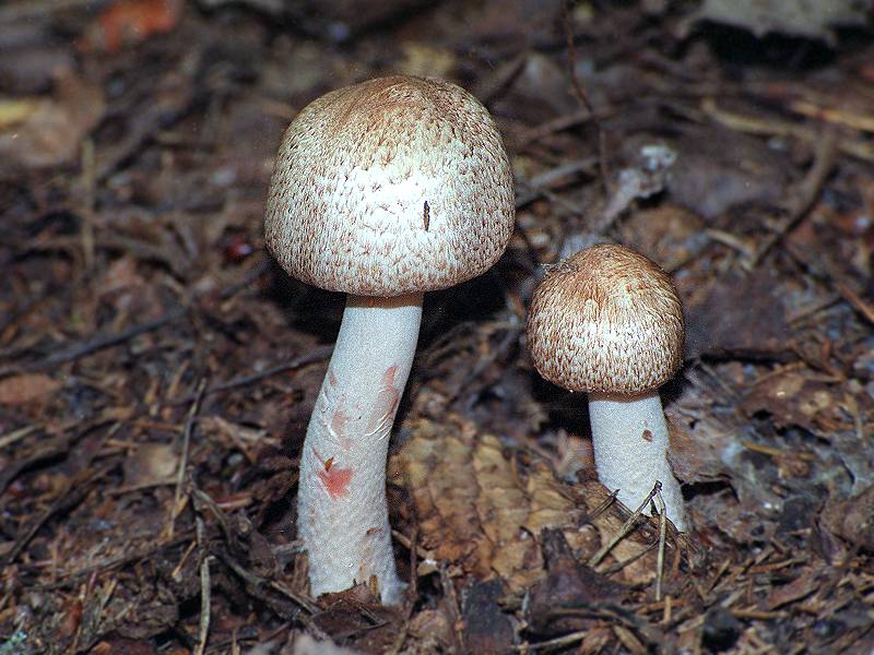 Шампиньон лесной. Шампиньон Лесной (Agaricus sylvaticus). Лесной шампиньон Благуша. Шампиньоны Лесные ложные. Шампиньон Лесной Благушка съедобный.