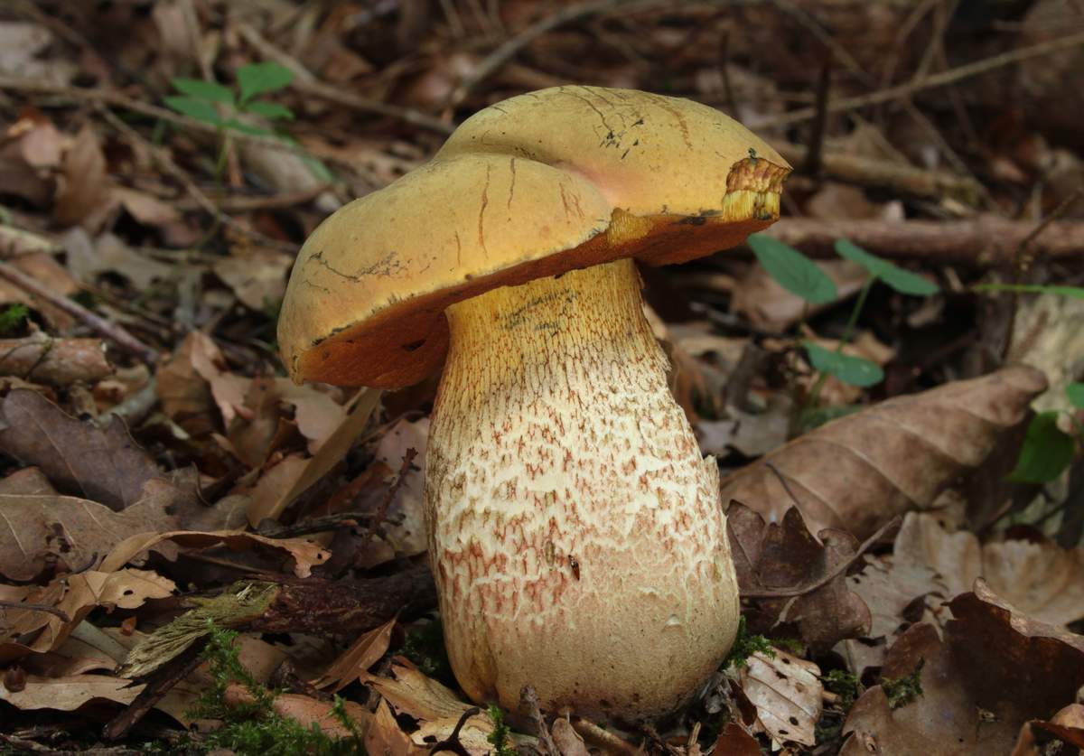 Дубовик крапчатый гриб фото и описание