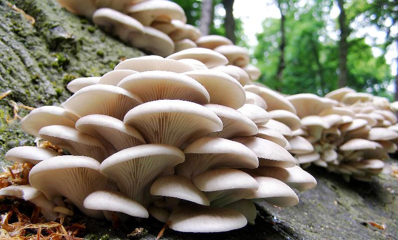 Опис гливи лісової