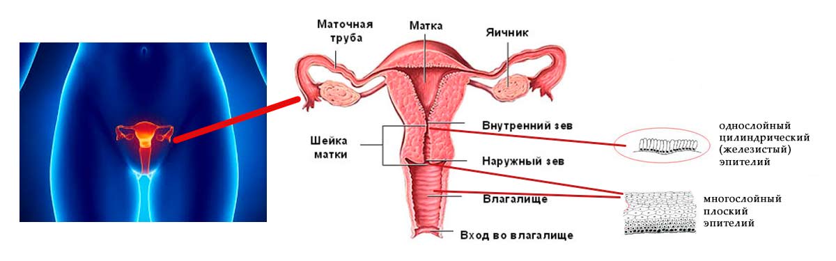 Ерозія шийки матки при вагітності: чи можна вилікувати при вагітності, як впливає на плід і пологи? Чи небезпечна при пізній вагітності і як довго лікується
