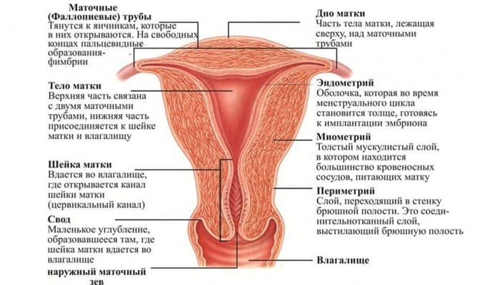 Коротка шийка матки при вагітності: причини укорочення у другому і третьому триместрі, чим загрожує коротка шийка на ранніх термінах і які методи лікування застосовуються