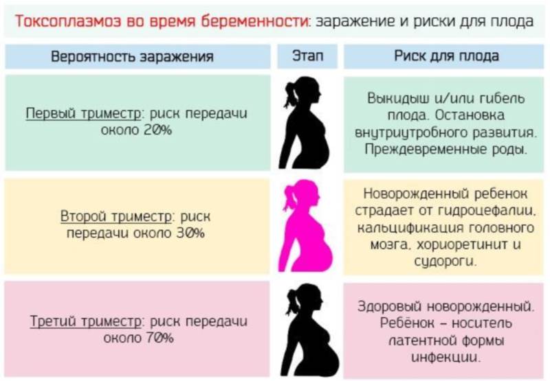 Токсоплазмоз під час вагітності: чим небезпечний для матері і плоду, як їм заразитися, і чи можна вилікуватися при інфікуванні на ранніх або пізніх термінах